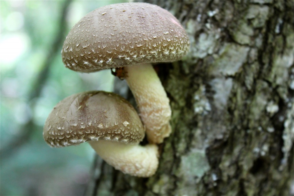 Delicious and nutritious. Shiitake mushrooms, a 2016 superfood