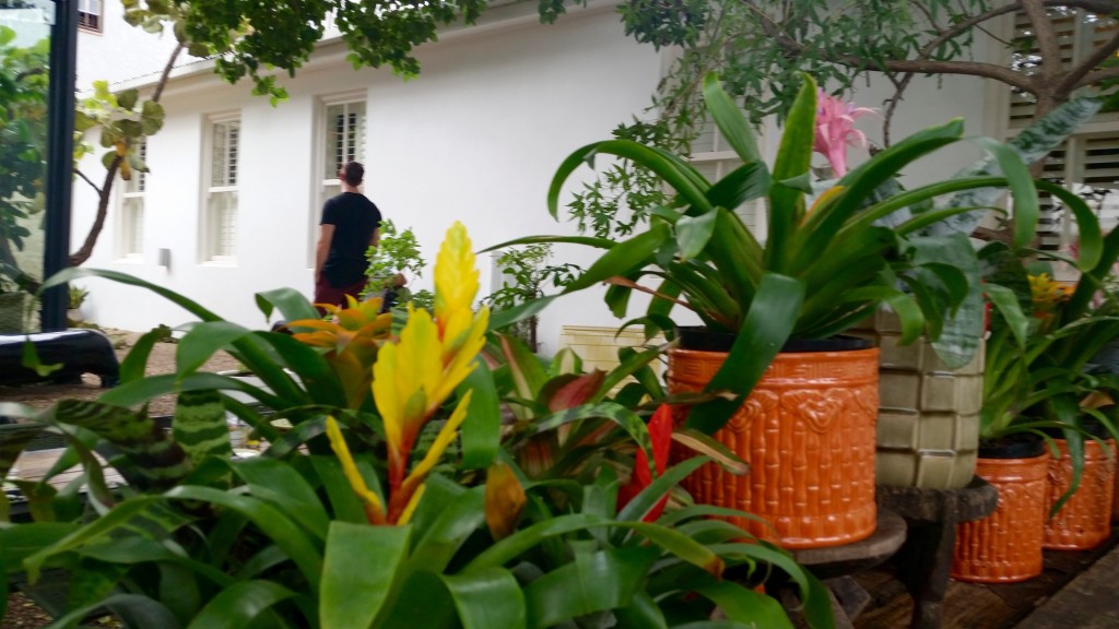 A table of flowering bromeliads add a dash of colour to Freedom Cafe's garden